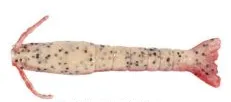 Berkley Gulp Shrimp Lures