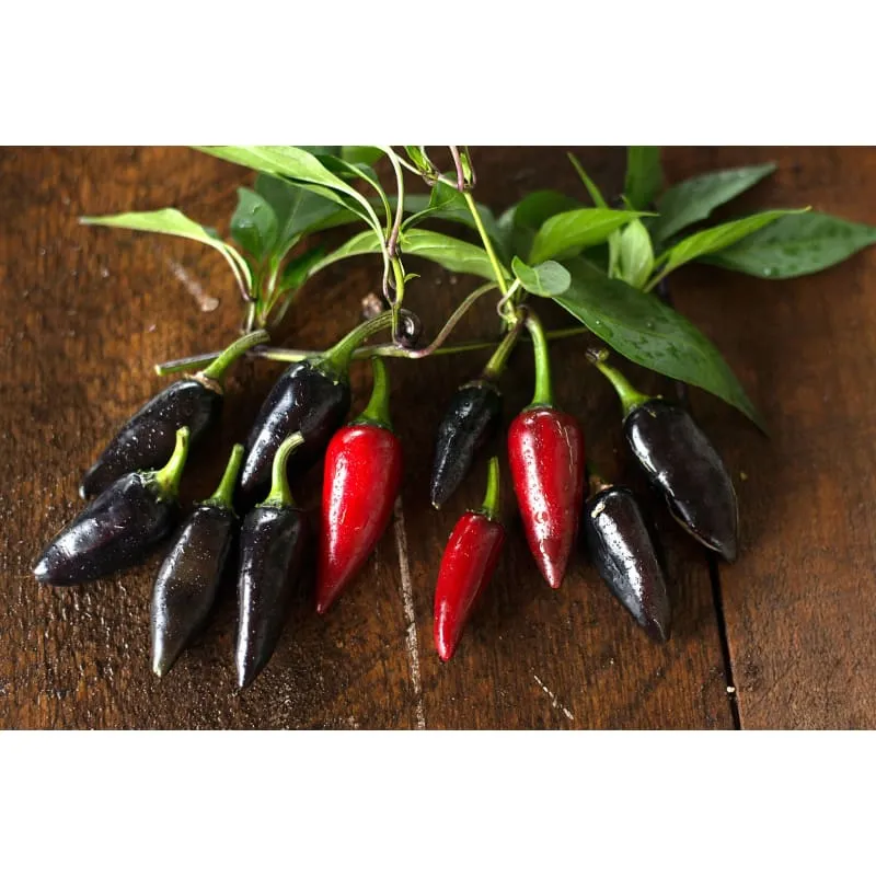 Black Hungarian Pepper (80 Days)