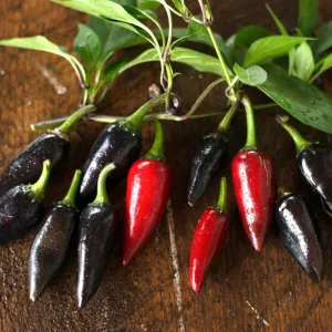 Black Hungarian Pepper (80 Days)