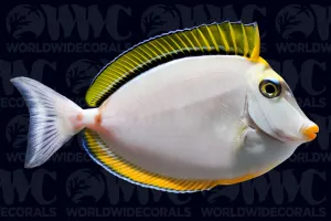 Blonde Naso Tang - Sri Lanka