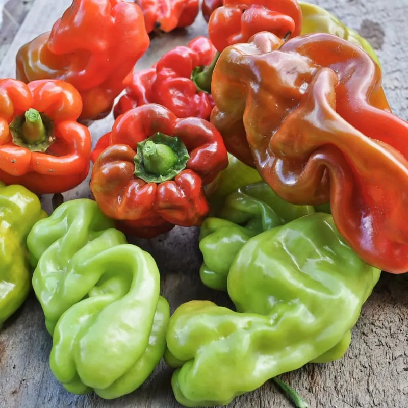 Dragon's Toe Pepper (F1 Hybrid 65-85 Days)