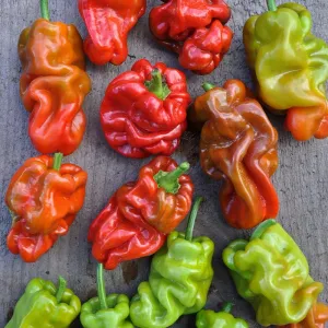 Dragon's Toe Pepper (F1 Hybrid 65-85 Days)