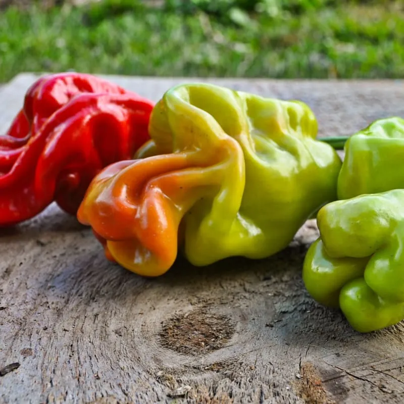 Dragon's Toe Pepper (F1 Hybrid 65-85 Days)
