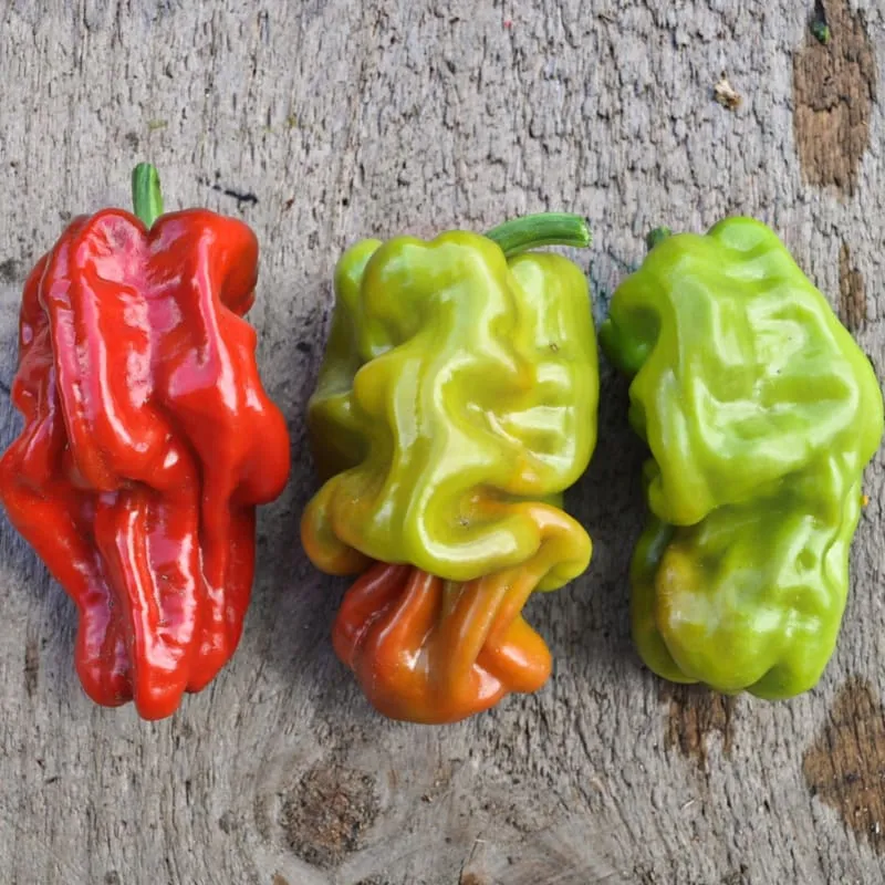 Dragon's Toe Pepper (F1 Hybrid 65-85 Days)