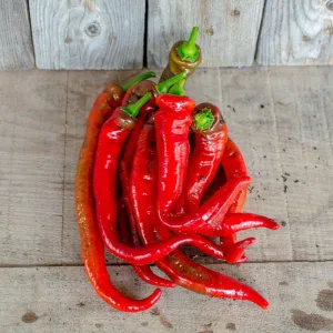 Jimmy Nardellos Pepper (Heirloom 80 Days)
