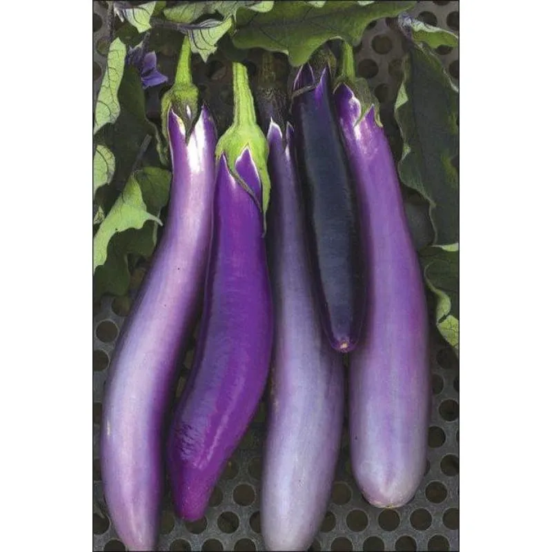Pingtung Long Eggplant (Heirloom 66 Days)