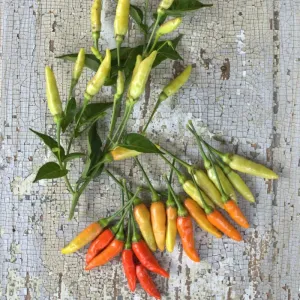 Tabasco Pepper (85 Days)