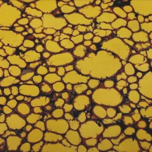 TruStone- Yellow Dino Bone - 1.5" x 6" - 1 Piece